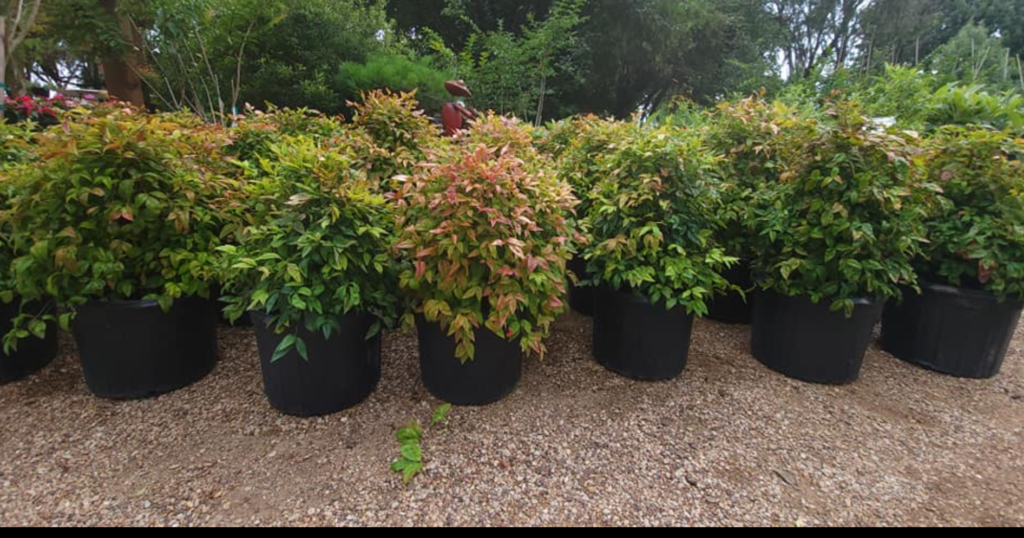 Plants Roland’s Nursery
